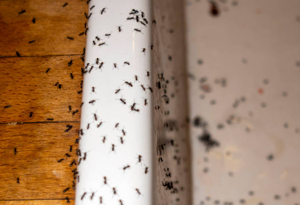 Best Exterminator Services  in White Cloud, MI