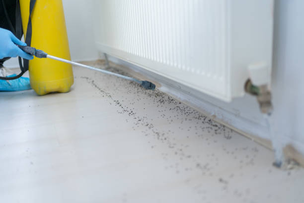 Best Pest Control Near Me  in White Cloud, MI
